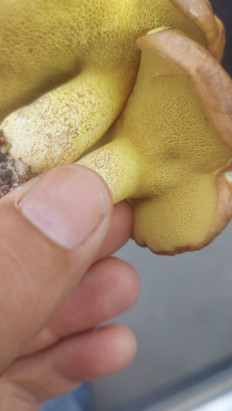 Гриб из Asgabat