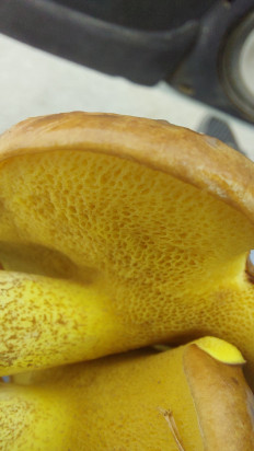 Гриб из Asgabat