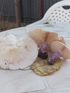 Гриб из Алматы