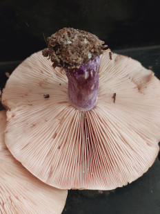 Гриб из Алматы