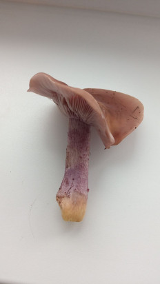 Гриб из Игра