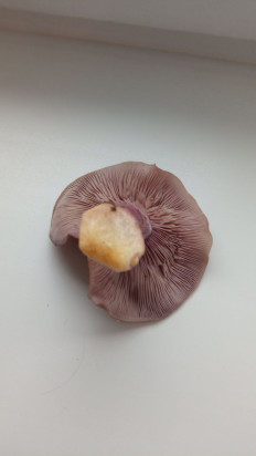 Гриб из Игра