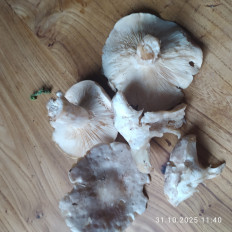 Гриб из Kaliningrad