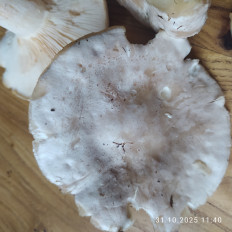 Гриб из Kaliningrad