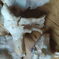 Гриб из Kaliningrad