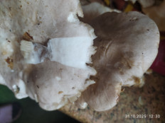 Гриб из Kaliningrad