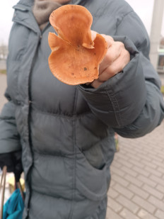 Гриб из Минск