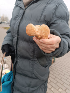 Гриб из Минск