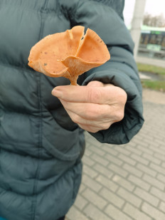 Гриб из Минск