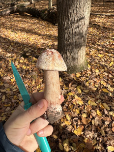 Гриб из Киев