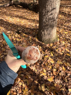 Гриб из Киев