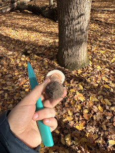 Гриб из Киев