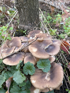 Lyophyllum decastes - Рядовка скученная