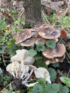 Lyophyllum decastes - Рядовка скученная