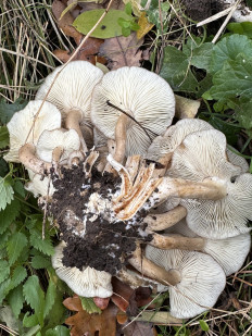 Lyophyllum decastes - Рядовка скученная