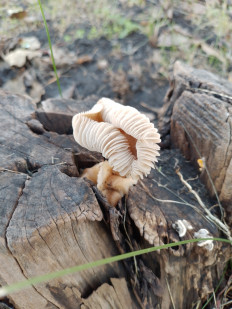 Гриб из Самара