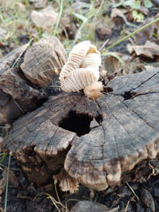 Гриб из Самара