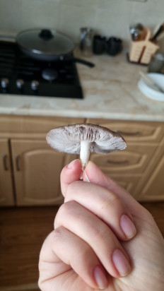 Гриб из Пятигорск