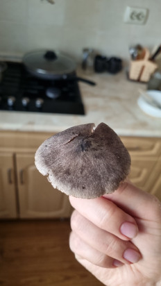 Гриб из Пятигорск