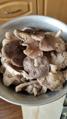 Гриб из Пятигорск