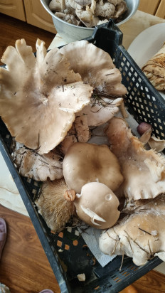 Гриб из Пятигорск