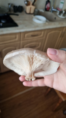 Гриб из Пятигорск