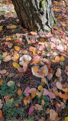 Гриб из Пятигорск