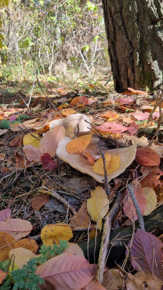 Гриб из Пятигорск