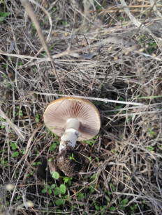 Гриб из Белая Калитва