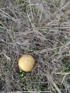 Гриб из Белая Калитва