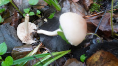 Гриб из Москва