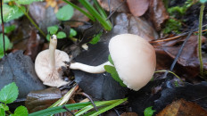 Гриб из Москва