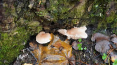 Гриб из Москва