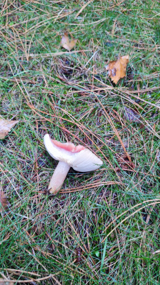 Гриб из Ставрополь