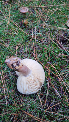 Гриб из Ставрополь