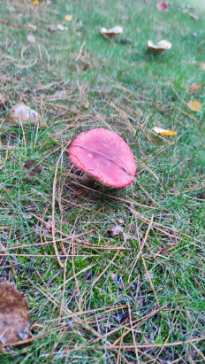 Гриб из Ставрополь