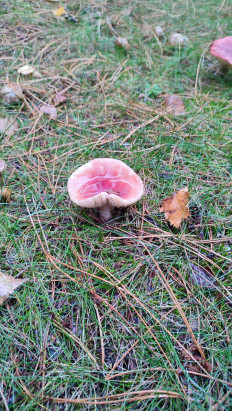 Гриб из Ставрополь