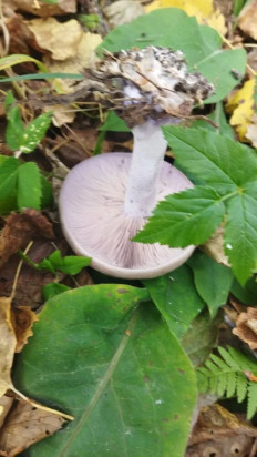 Гриб из Екатеринбург