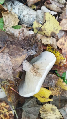 Гриб из Екатеринбург