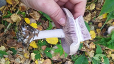 Гриб из Екатеринбург