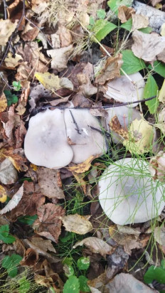 Гриб из Екатеринбург