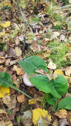 Гриб из Екатеринбург