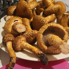 Гриб из Гамбург