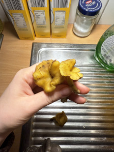 Гриб из Darmstadt