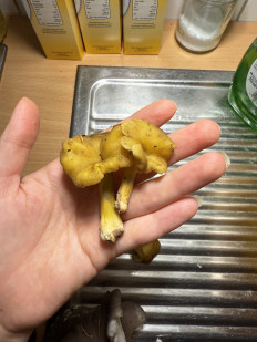 Гриб из Darmstadt