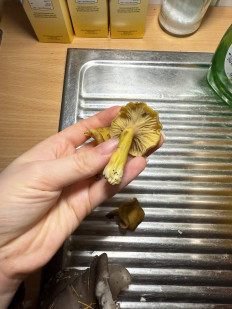 Гриб из Darmstadt