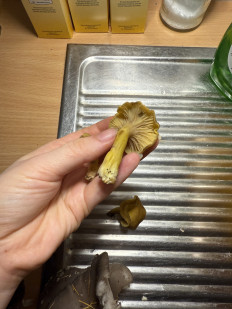 Гриб из Darmstadt