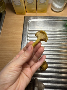 Гриб из Darmstadt