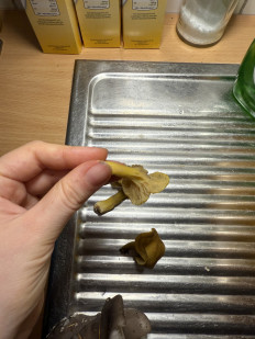 Гриб из Darmstadt