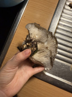 Гриб из Darmstadt